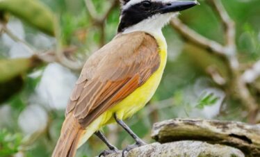 Birdwatching expeditions