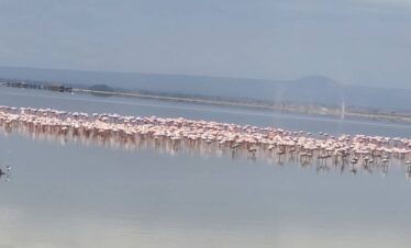 Kenya’s Big Game & Birds Exploration