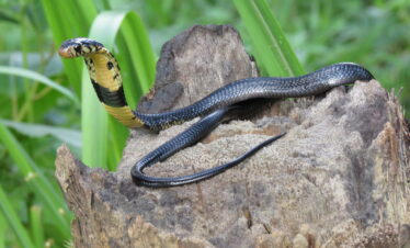 Amphibians And Reptiles Of Uganda & Gorilla Tracking