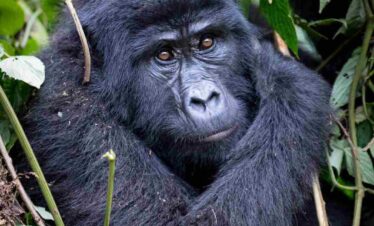 Mountain Gorilla
