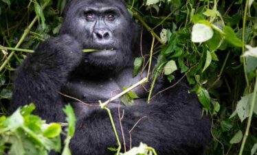 Gorilla Tracking In Uganda