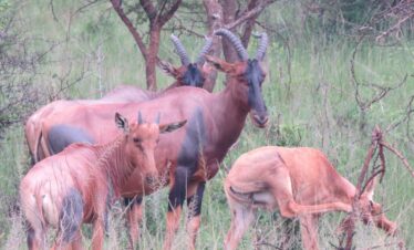 Uganda And Rwanda Wildlife Tour