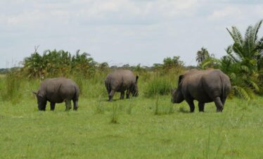 Rhino Tracking And Murchison Falls National Park