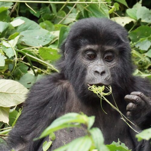 Birding Rwanda & Gorillas