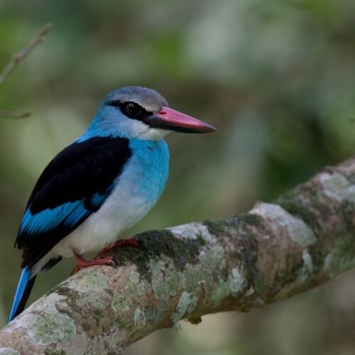 Blue-breasted bee eater bird