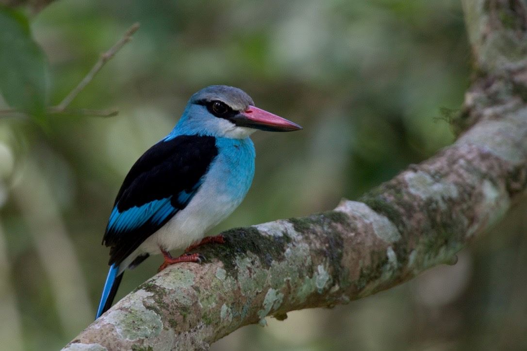 Blue-breasted bee eater bird