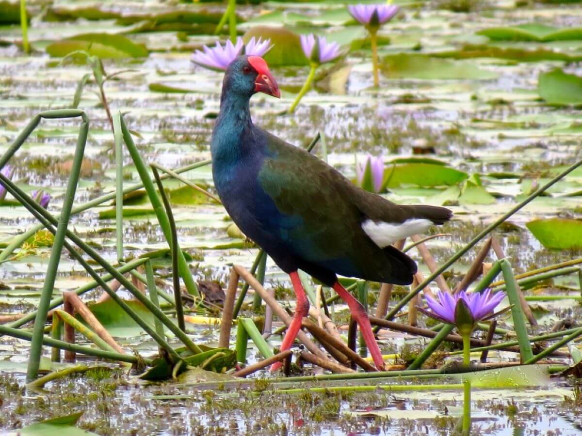 Purple Swamphen