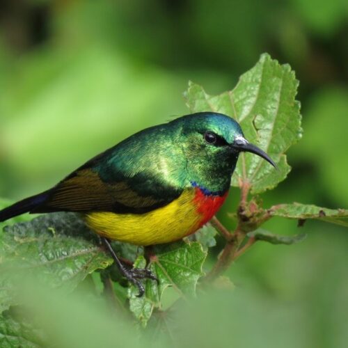 Birding in Rwanda