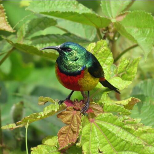 Hard Core Birding Uganda.