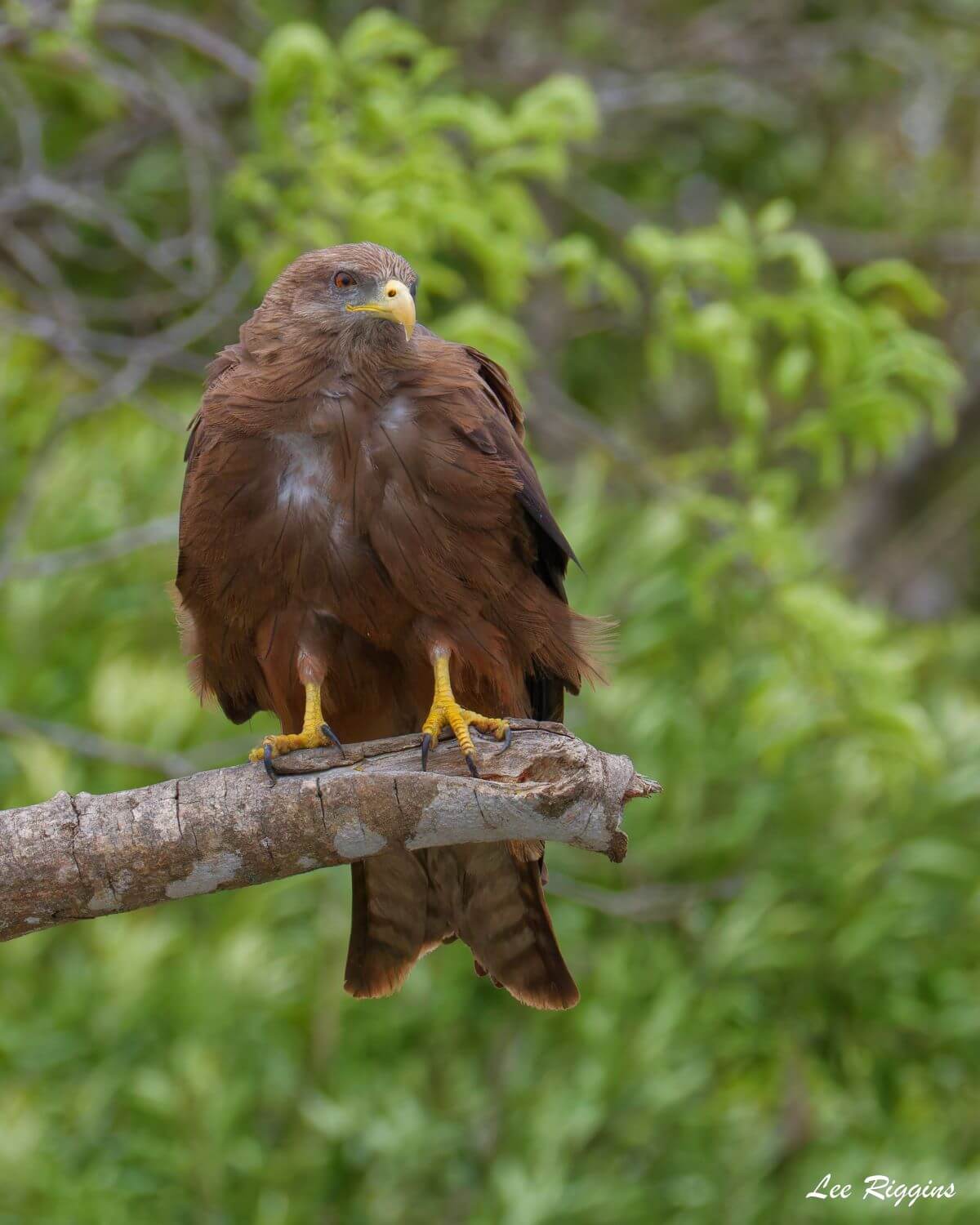 Yellow-billed Kite