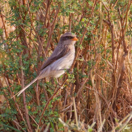 North-eastern Birding  Uganda Safari