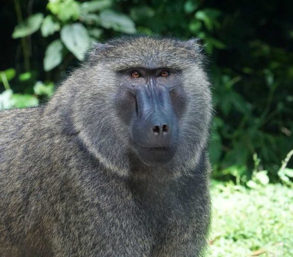 Baboon