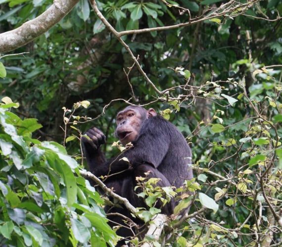 Chimp 2