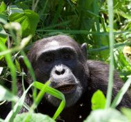 Chimp 5