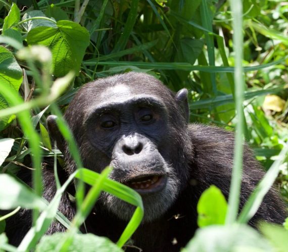 Chimp 5
