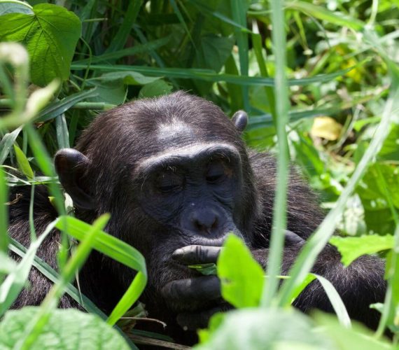 Chimp 6