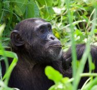 Chimp 9