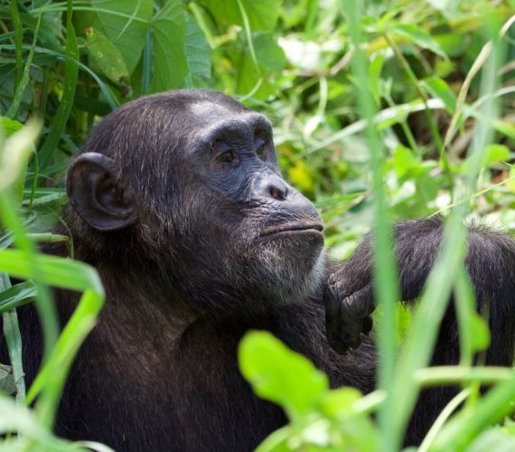 Chimp 9