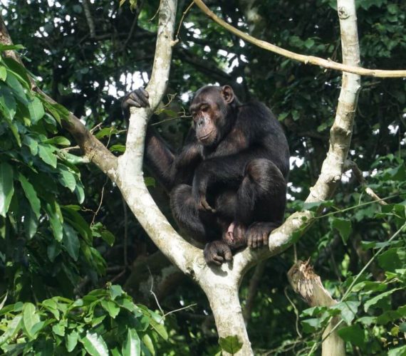 Chimp1