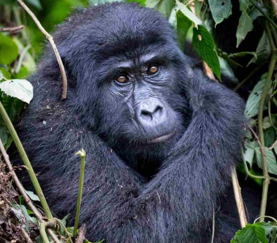 Gorilla 2