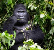 Gorilla 4