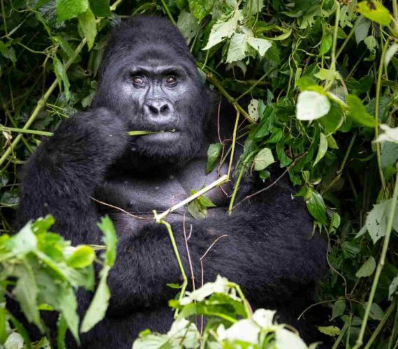 Gorilla 4