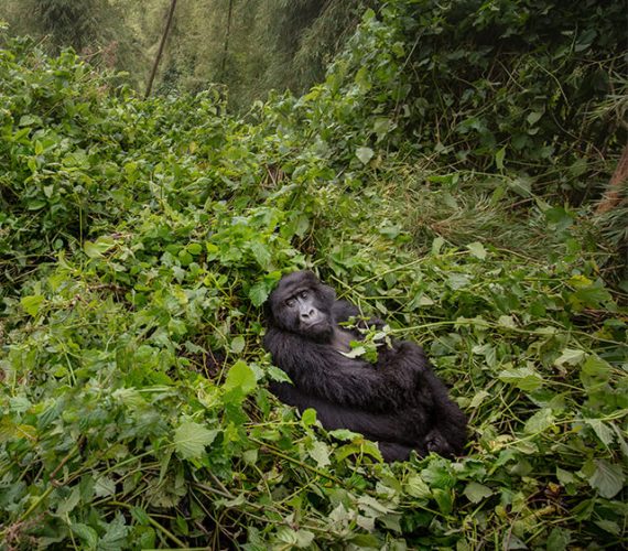 Gorilla-Trekking-Safari