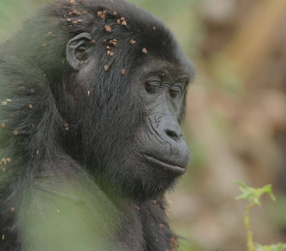 Gorilla by Alex...
