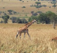 Kidepo Valley NP 10
