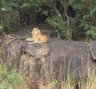 Kidepo Valley NP 16