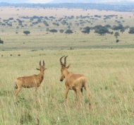 Kidepo Valley NP 19