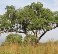 Kidepo Valley NP 21