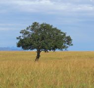Kidepo Valley NP 3