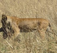 Kidepo Valley NP 8