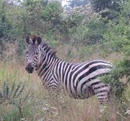 Lake Mburo NP 16