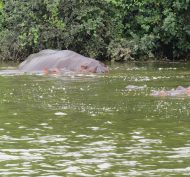 Lake Mburo NP 29