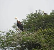 Lake Mburo NP 30