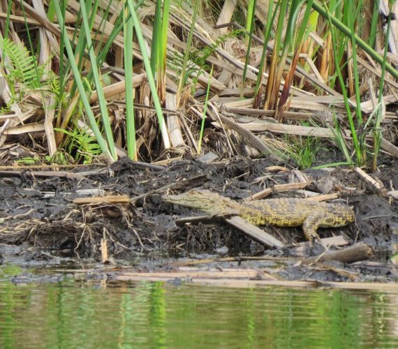 Lake Mburo NP 31