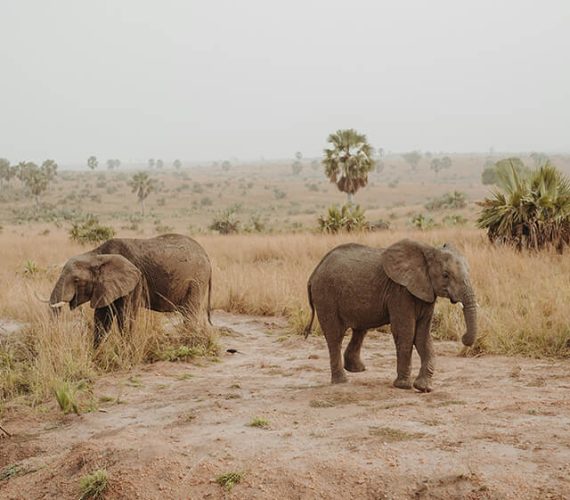 Uganda-Wildlife-Safari