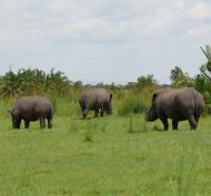 Rhino Tracking And Murchison Falls National Park