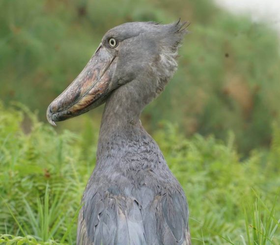 bird 17